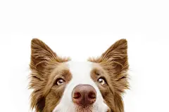 点击来源直接获取大图文件 |Close-up hide brown border collie looking at camera. Isolated on white background