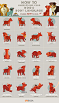 All of your dog's body language finally explained (INFOGRAPHIC): 