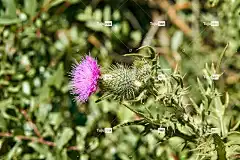 蓟 美丽的壁纸 花卉背景 开花 粉色的 高清壁纸 水飞蓟花 自然