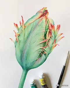 水彩---郁金香 - 高清图片，堆糖，美图壁纸兴趣社区