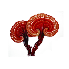 中药 药材灵芝