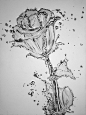 pencil drawing water flower 