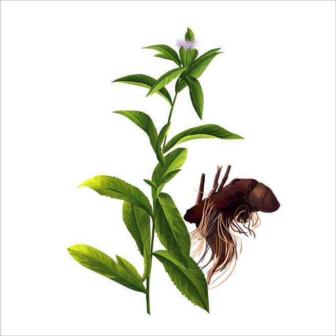 茅苍术
