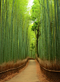日本<3，岚山
Sagano Bamboo Forest, Arashiyama, Japan <3