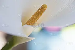 白色,百合花,多色的,背景,贺卡,马蹄莲,春天,关爱,安慰,花