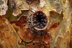 一个昆虫巢在树洞的特写镜头，帕帕达钻石