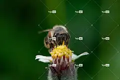 蜜蜂 大自然壁纸 桌面背景 花 花卉背景 昆虫 美丽的花朵 酷背景