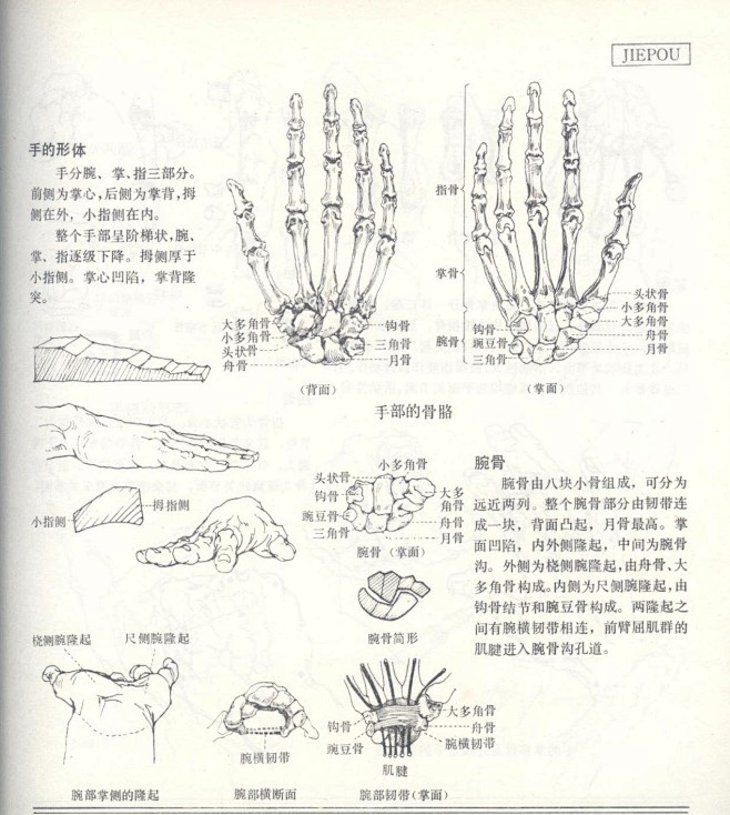 人体造型基础——人体局部解剖 - 水木白...