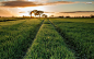 grass path wallpaper (#3003955) / Wallbase.cc