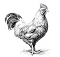 Vector a black and white drawing of a rooster.
