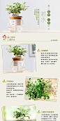 250详情页 描述模板 代理商 无水盆栽 多肉植物，鲜花绿植 园艺，清新手绘 文艺甜美