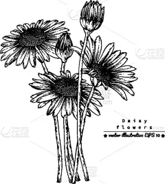 简单,贺卡,边框,复古风格,铅笔画,植物,夏天,线条画,草图,绘画插图