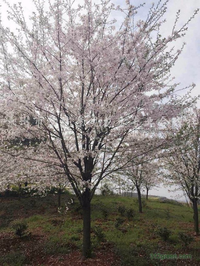 12日本早樱
