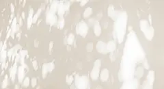 点击来源直接获取大图文件 |树影和枝叶背景。自然树叶、热带丛林树枝的深色阴影以及阳光在白色墙壁纹理上的光影，用于背景壁纸和设计，阴影叠加效果