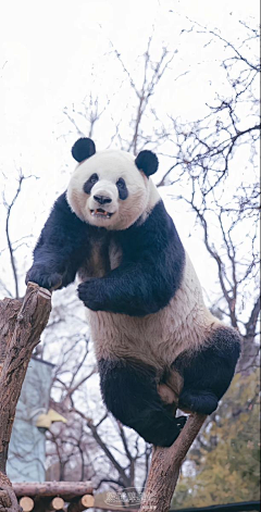 张小偲采集到视觉 # 【动物世界】