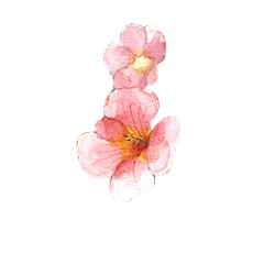 猫和桃子采集到February