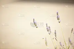 仅一朵花,熏衣草,极简构图,米色背景,美,芳香的,水平画幅,无人,古典式,完美