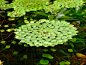 Mosaic plant Ludwigia sedioides