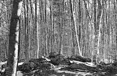 雪,树林,山,白桦,自然,特伦蒂诺-上阿迪杰,莫然诺,水平画幅,纹理效果,无人