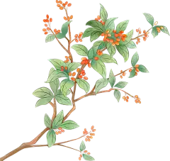 重阳节古风水墨插画-红色茱萸