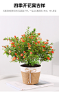 石榴花盆栽老桩带花室内花卉植物四季开花耐旱好养易活绿植-tmall.com天猫
