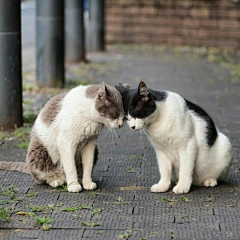 一朵摇曳的小花采集到猫猫祟祟