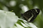 Butterfly_1.jpg by Glenn Lopez on 500px