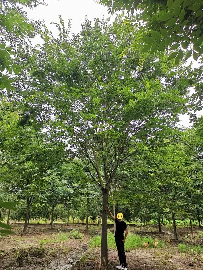 榉树