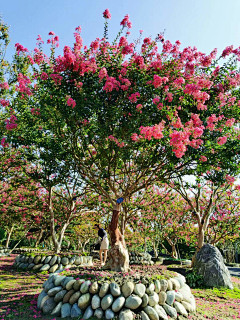 Anez采集到植物素材