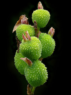 彩虹大拿采集到植物