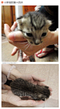 2012年10月13日：
小胖墩终于开眼了，感动屎了~~