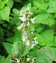 akumalv2采集到〈 関亍..植物園