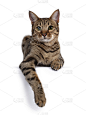 白色背景上的小金棕色斑点猫