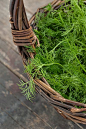 young tender fennel leaves harvested in the spring...: 