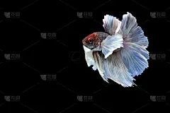 捕捉白色暹罗打斗鱼孤立在黑色背景，Betta splendens，给阿拉伯人的礼物，泰国文化活着，给