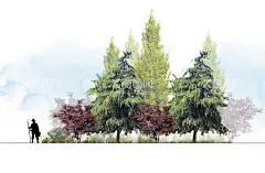 景观绿化园林植物剖立面图片  - 源文件下载【酷图网】手绘风,立面素材,公园,绿地,草坪,自然,生态,休闲,湿地公园,绿色,生态公园,植物公园,体育公园,园林设计,园林观景,园林鸟瞰图,公园草坪,园林绿化,公园规划,体育场景观,园林彩平图,植物彩平图,园林素材,国际范平面图,设计,PSD分层素材,72DPI,PSD,