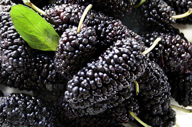 桑图片_其他图片图片素材花瓣网