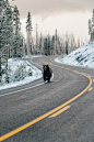 Alaska...yep a bear on the street is pretty common too.