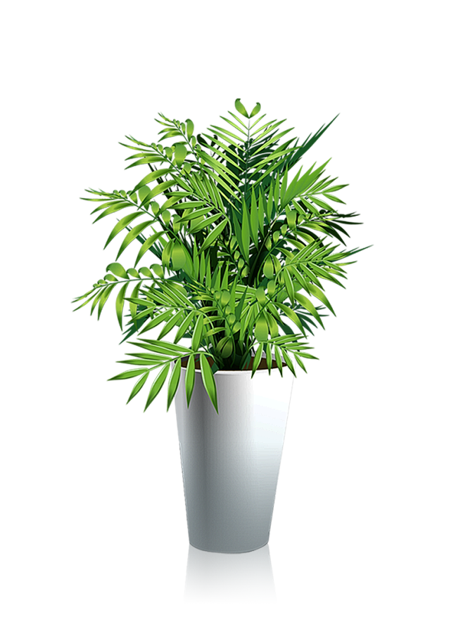 植物、盆栽、盆景png@没有故事的七月