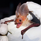 typhlonectes:

A Pallid Bat (Antrozous pallidus) trapped by mist-net , and released, as part of a zoological survey by Sacramento City College in the Mojave Desert of California.
“RELEASE ME HUMAN! I’LL KILL YOU, I’LL KILL YOU ALLLLL!!!”
photograph by Con