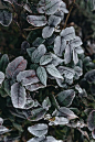 Kaboompics - Detail of leaves covered in frost