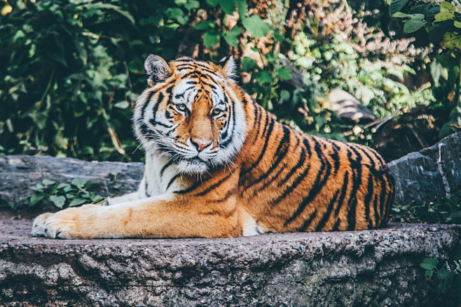 animal whisker tiger