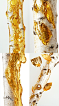 unq001_Birch_gold_leaf_is_attached_to_the_trunk_Golden_juice_A__74c8ecd2-cc22-466f-92ee-3207f902581d