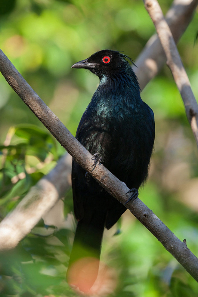 雀形目极乐鸟科号声极乐鸟属号声极乐鸟