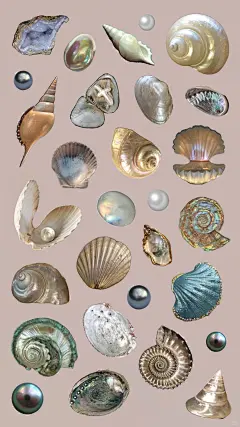 手帐素材0№·62贝壳 - 小红书