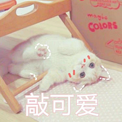 七森灯里采集到猫