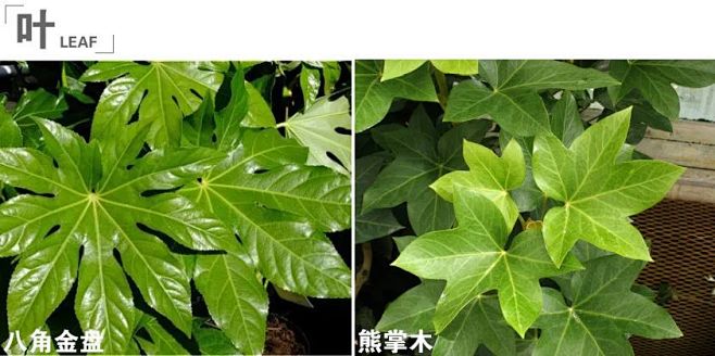 ☘八角金盘叶子为八裂；熊掌木是八角金盘和...
