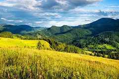 山里的田野。山中的夏日森林。夏天自然景观。山上长满鲜花的草地。农村景观。山风景图片