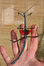 Madagascar giant jumping stick insect (note the dragon like wings).