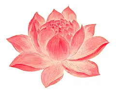 花卉花朵荷花莲花插画素材